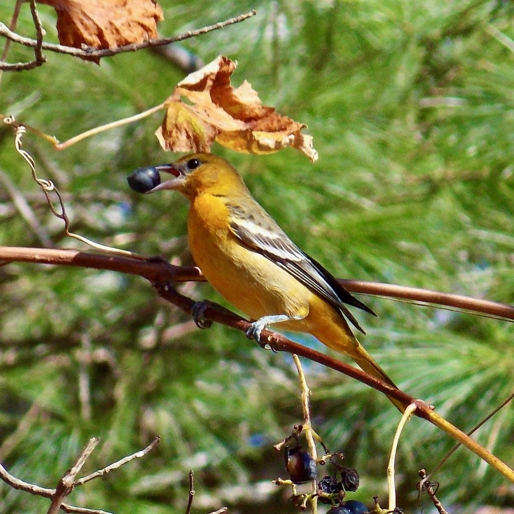 Baltimore Oriole - immature male by Fyn Kynd is licensed under CC BY 2.0